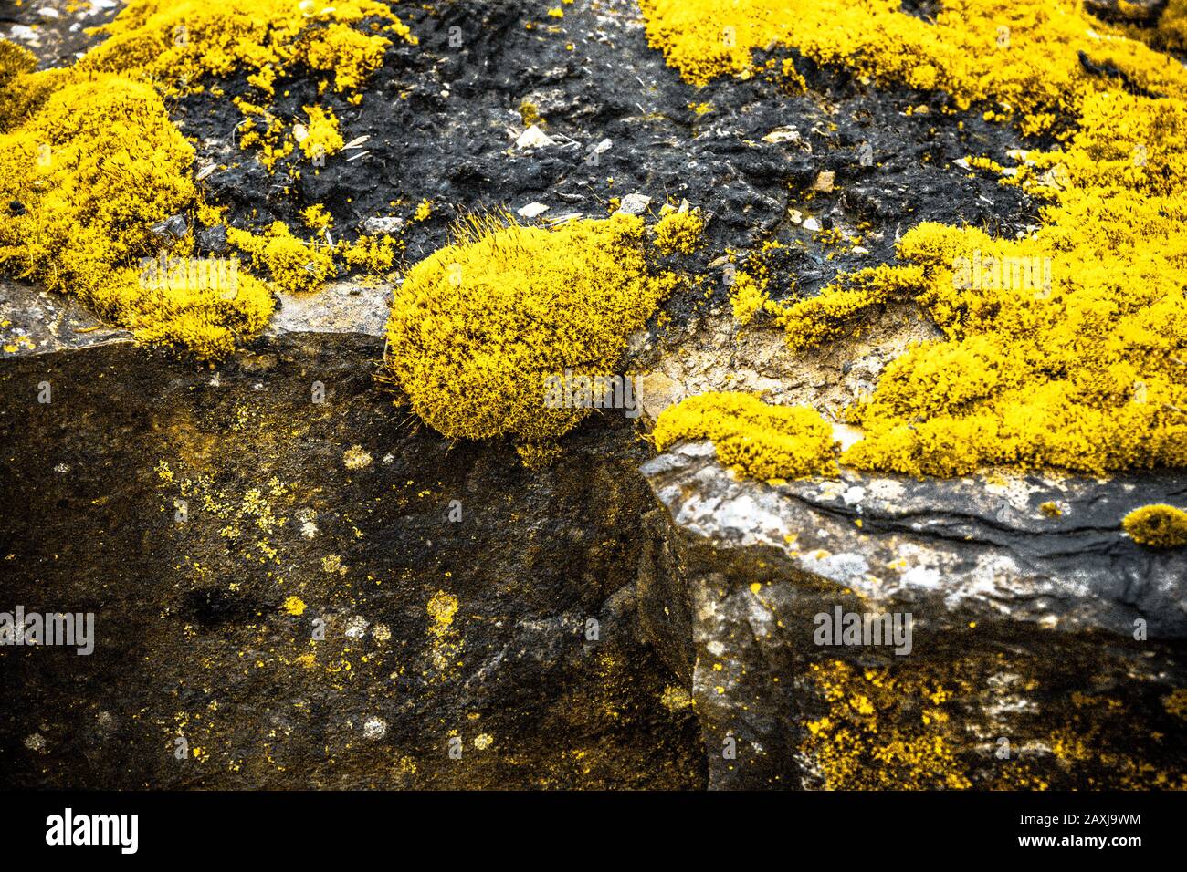 Auf einem Stein wachsendes Gelbmoos Stockfoto