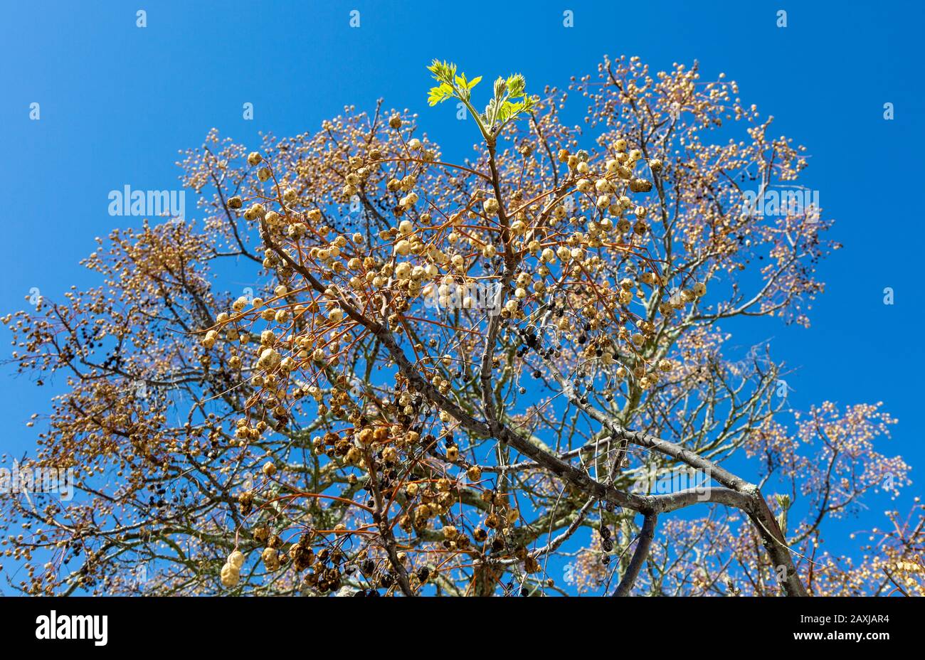 Laubbaum gegen tiefblauen Himmel mit nur einem Ast, der grüne Triebe neuen Springwuchses zeigt, hängen getrocknete Fruchtkugeln von anderen Ästen. Stockfoto