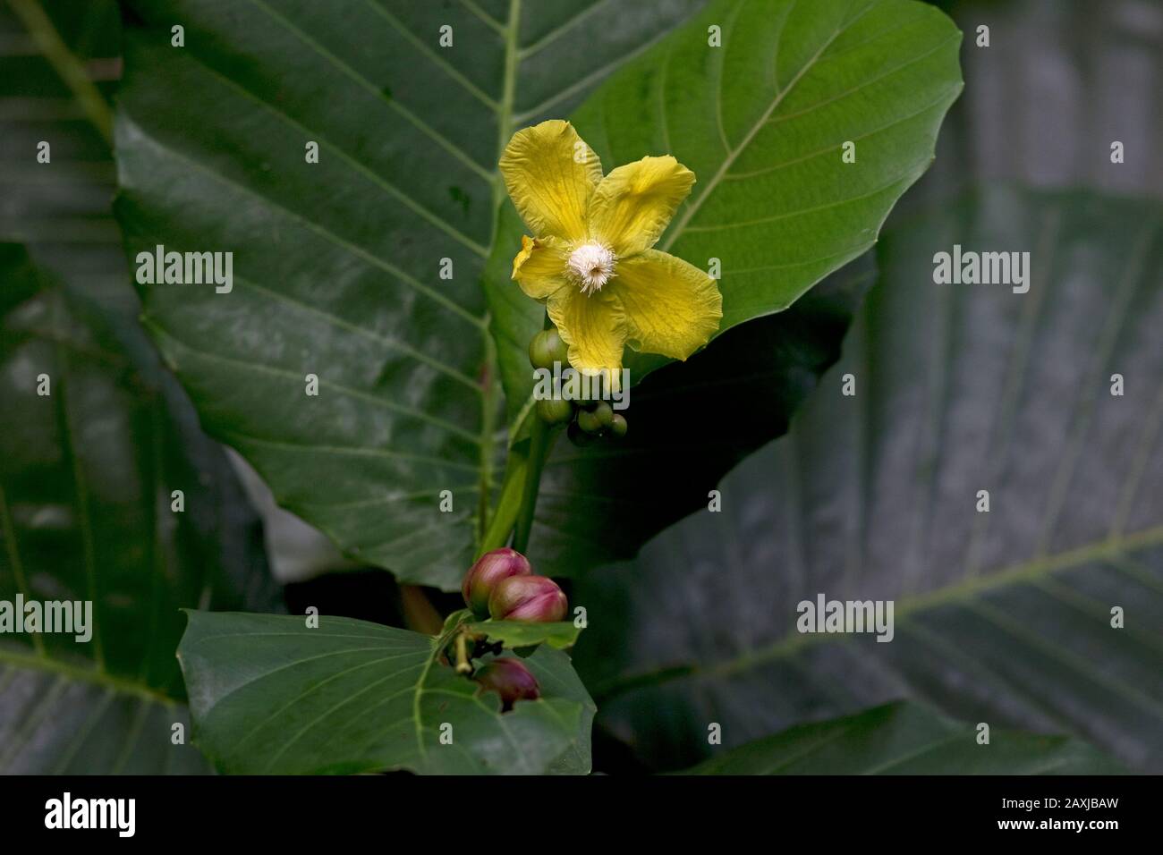 Schrubby Dillenia (Dillenia suffruticosa) Stockfoto