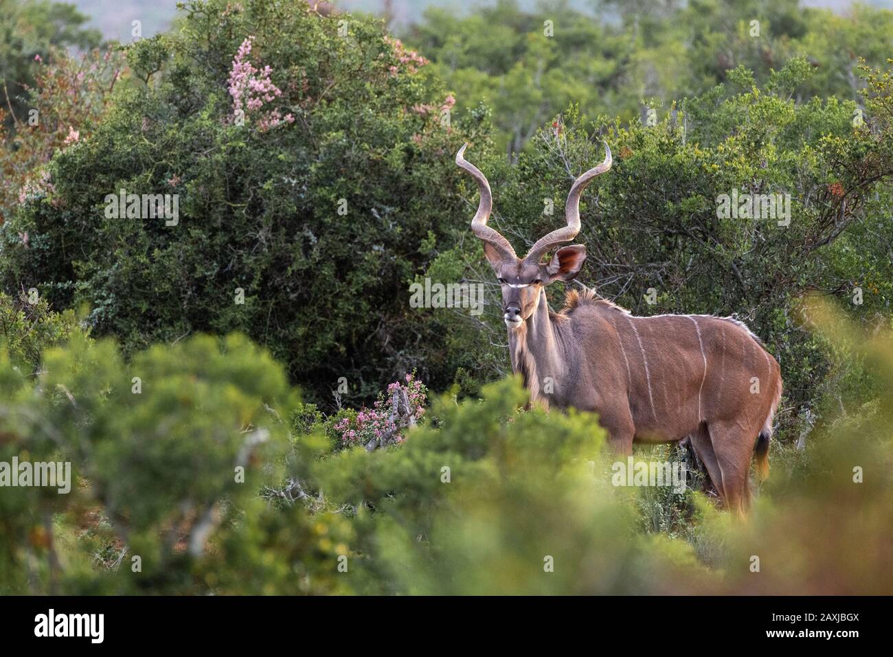 Männlich Kudu im Addo Elephant National Park, Ostkaper, Südafrika Stockfoto