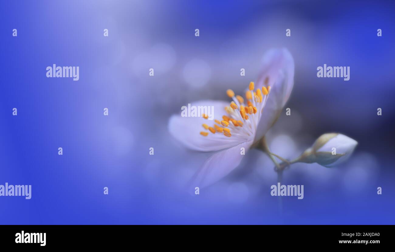 Wunderschöner Naturhintergrund.Blumendesign.abstrakte Makrofotografie.kreative Künstlerische Hintergrundbilder.Classic Blue Colour.Celebration,Love.Happy Holiday Stockfoto