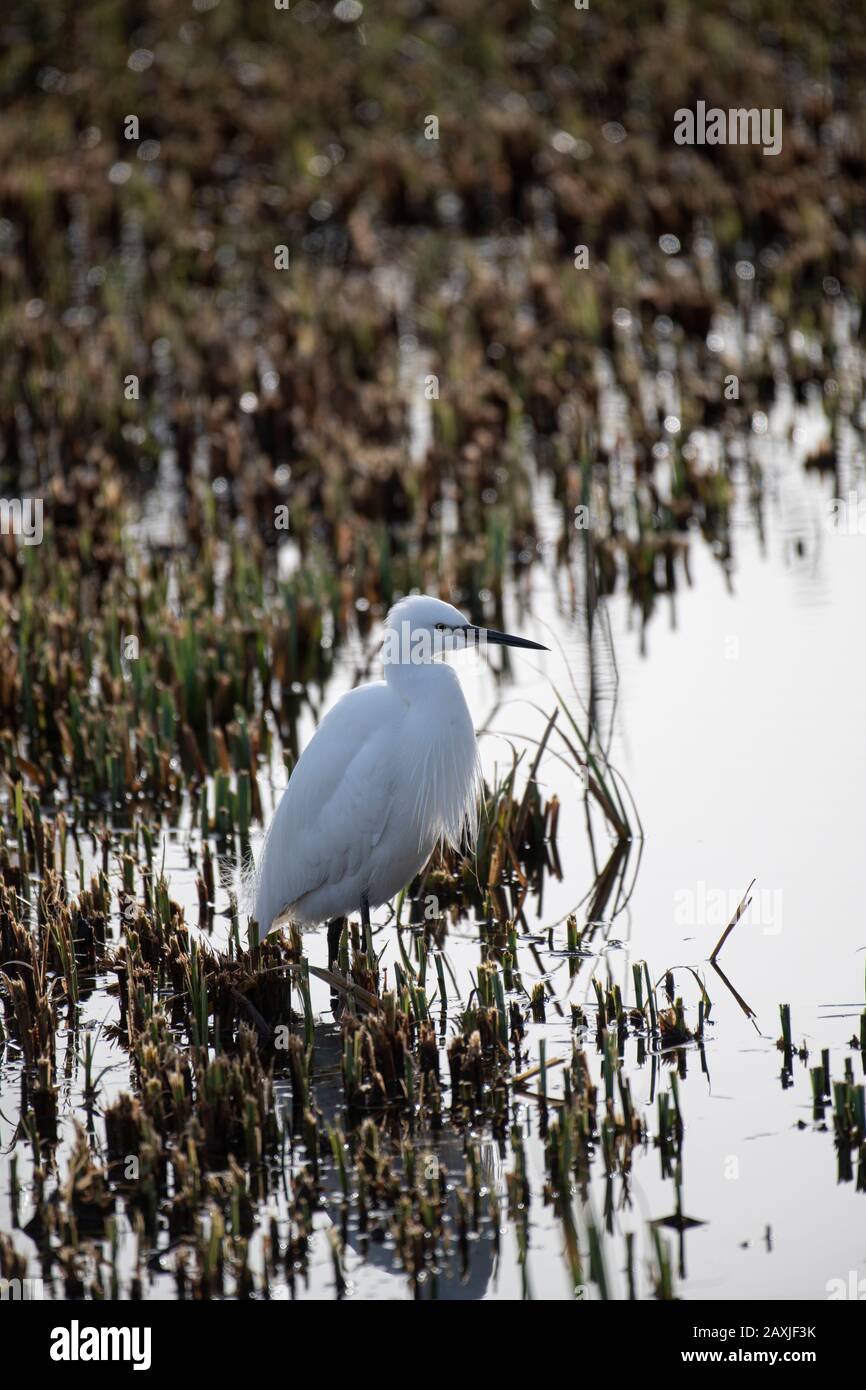 Kleiner Egret: Egretta garzetta. Sussex, Großbritannien. Stockfoto