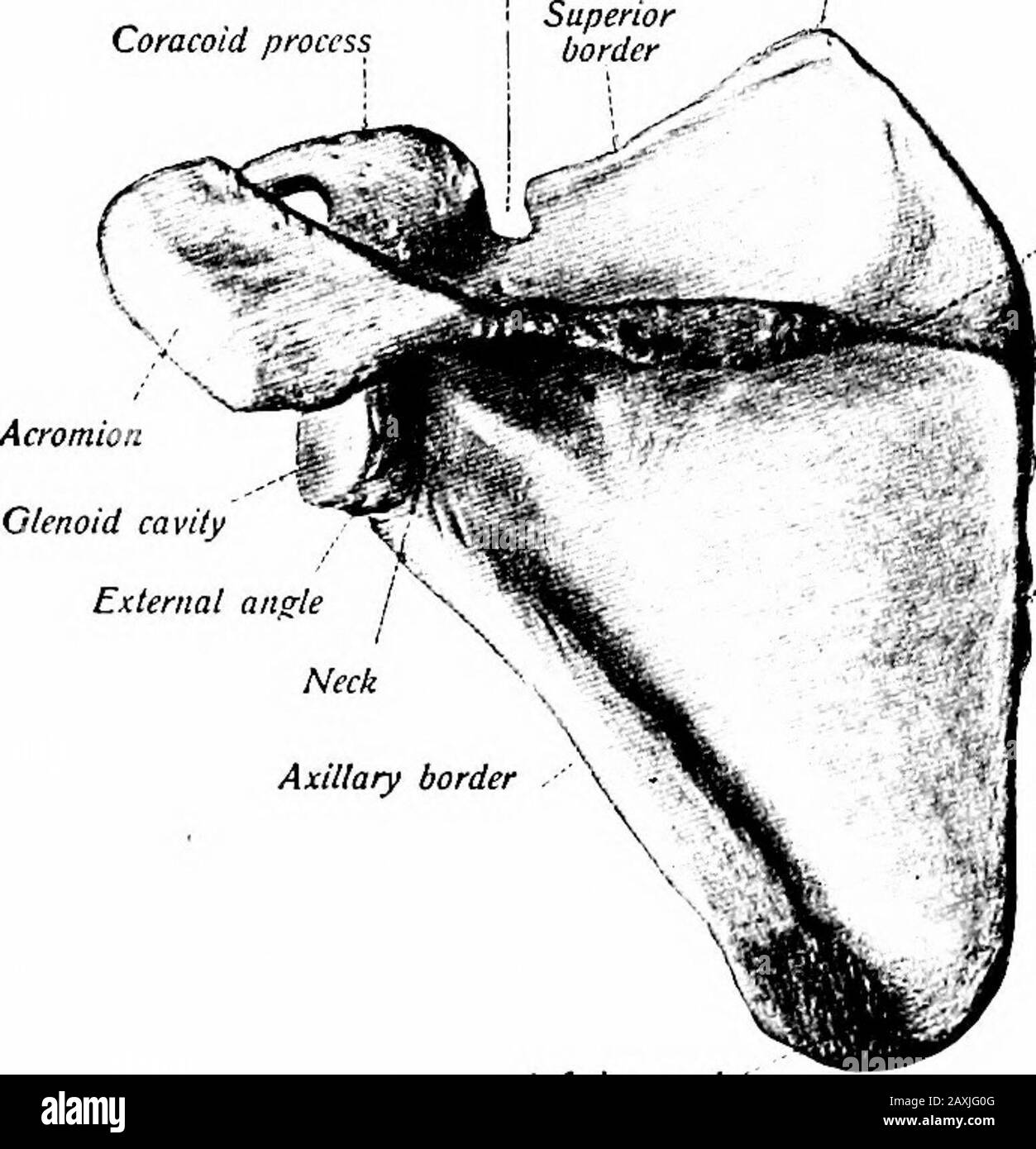 Ein Handbuch der Anatomie . , oder Wirbelrand der m. Serratus anterior wird eingefügt.Die überragende Hälfte des seitlichen oder achselständigen Randes vertieft die Fossa in diesem Bereich stark. Die Oberfläche des Knochens zeigt Abscheidungen, die zum Hals hin zusammenlaufen. Die Fossa und die Grate geben dem m. Subscapularis ihren Ursprung. Die dorsale Oberfläche {verblasst dorsalis) wird, fast horizontal, von der Wirbelsäule durchzogen, die diese Oberfläche in zwei Portionen oder Fossae teilt.Die obere, kleinere supraspinöse Fossa liegt über der Wirbelsäule und Thelatter bildet ihren Boden. Aus dem äußeren Teil entsteht der m. Supraspinatus. Diese Fossa Comm Stockfoto