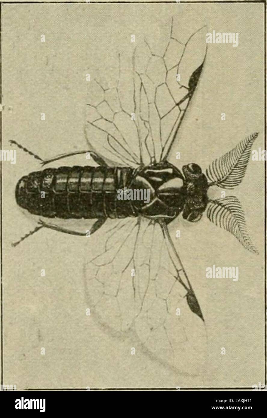 Mitteilungen der Deutschen Dendrologianischen Gesellschaft . F. Stockfoto