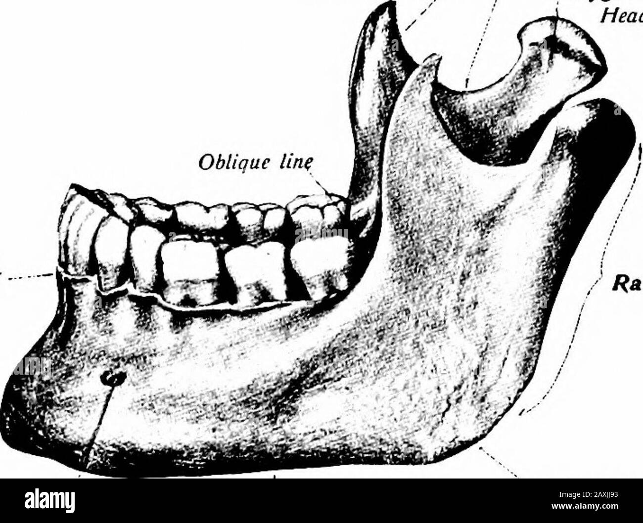 Ein Handbuch der Anatomie . S (tubera mentalia). Die Buchsen der vorderen Zähne projizieren etwas. An jeder Seite der Symphyse befindet sich der Inzisor Fossa und in Ordnung mit dem zweiten Prämolarenzahn das Mentalforamen, für den mentalen Nerv und die Gefäße. Die schräge Linie {lineaobbliqna) erstreckt sich vom mentalen Tuberkel nach oben und hinten.Die mediale Oberfläche ist von oben nach unten konvex und die konkave OSTEOLOGIE von Seite zu Seite 66. Auf jeder Seite der Medianlinie befinden sich die Mentalspinen {spina mentales) die oberen, die den mm.genioglossus und die unteren den Geniohyoideus anhängen. Über dem Spineis eine Mutter Stockfoto