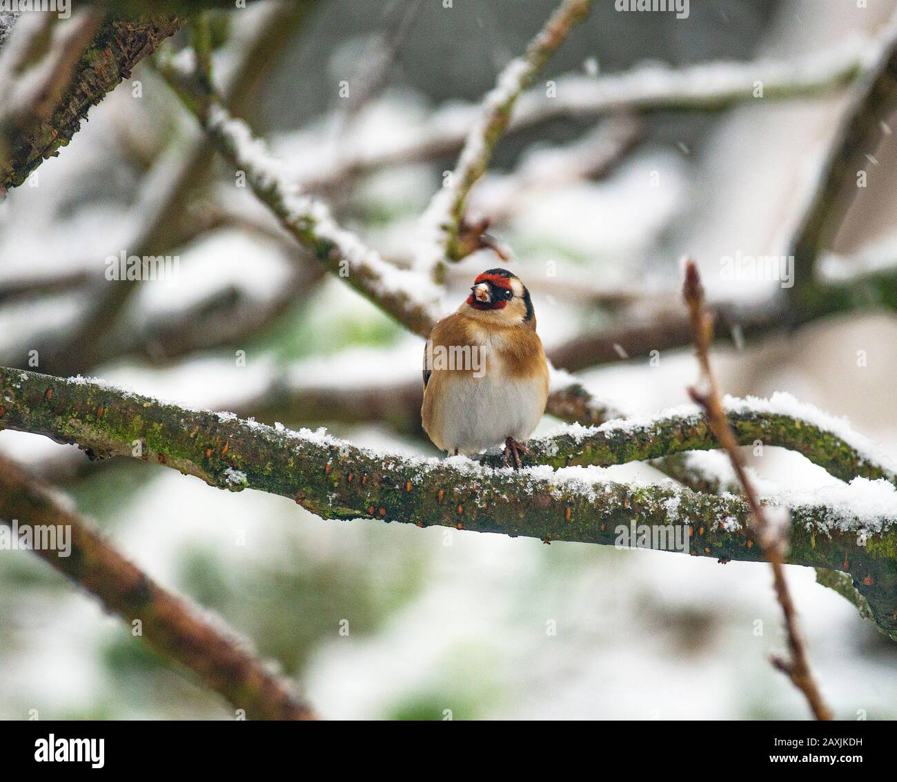 Ein Farbenfroher Goldfinch, Der Auf einer Filiale in einem Schneebedeckten Kirschbaum in einem Wintersturm in einem Garten in Alsager Cheshire England, Großbritannien, Steht Stockfoto