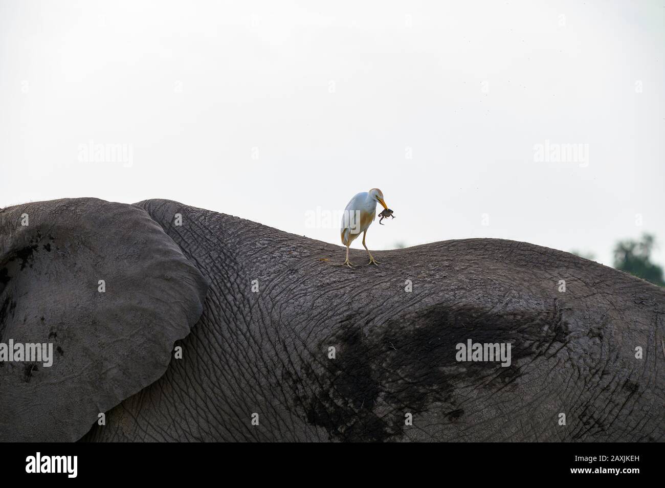Elefant mit Vogel, der Frosch isst Stockfoto