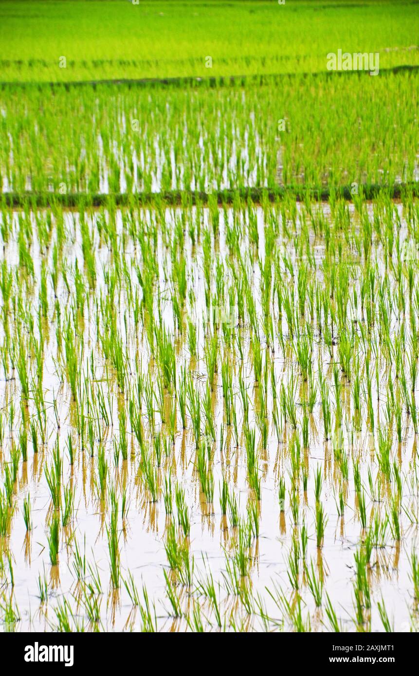 Junge Reis Sämlinge in Reisfeldern auf der Insel Don Det, 4.000 Inseln, Laos Stockfoto