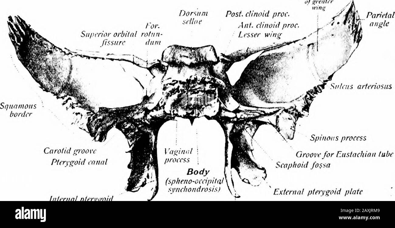 Ein Handbuch der Anatomie. schräg und nach unten und dann nach hinten und medial, um an der 5-GRAD-OSTEOLOGIE zu enden Spina angularis, wo der Knochen für die Knorpelpor-tion des auditiven Röhrchens {Sulcus tumm genutet wird). Die extensiven Randgruppen beginnen im Parietalwinkel, werden nach unten und medial an den Körper herangetragen. Die erste Hälfte (frontale) artikuliert mit dem frontalen Knochen, während die mediale Hälfte frei ist und bildet den unteren Rand der superiorororbitalen Fissure, die die okulomotorische, trochleäre, ophthal-mische Teilung des Trigeminals und der entführten Nerven und theophthalmischen Venen überträgt. Der Rand des Stockfoto