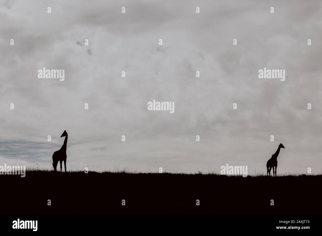 Zwei am unteren Bildrand stehende Giraffen, die in zwei verschiedene Richtungen blicken. Man sieht nur die Silhouetten der Giraffen. Serengeti Stockfoto