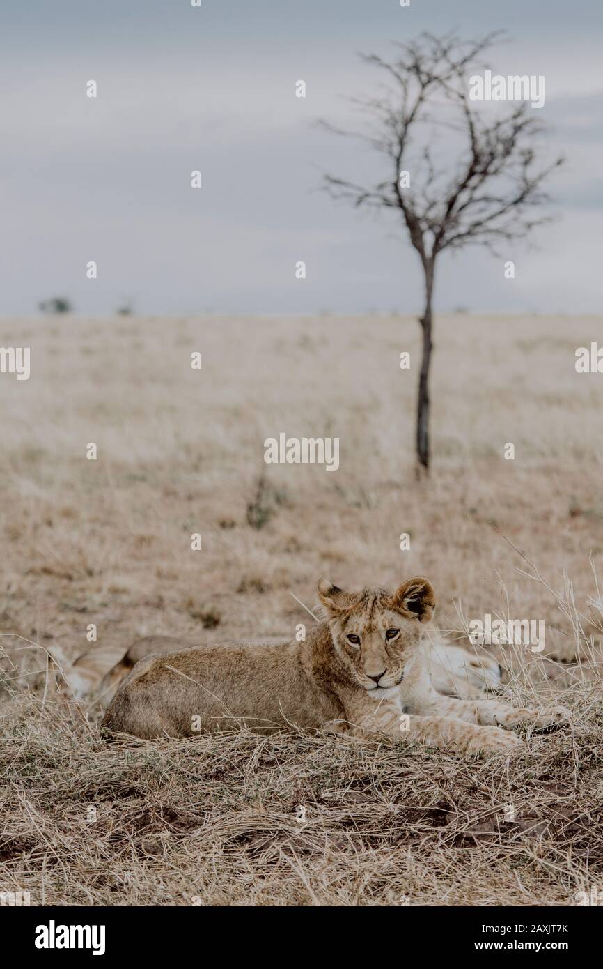 Ein junger Löwe liegt im Gras und beobachtet das Gebiet im Serengeti-Nationalpark, Tansania Stockfoto