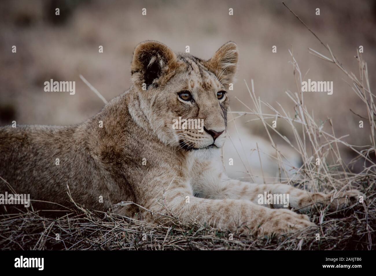 Ein junger Löwe liegt im Gras und beobachtet das Gebiet im Serengeti-Nationalpark, Tansania Stockfoto