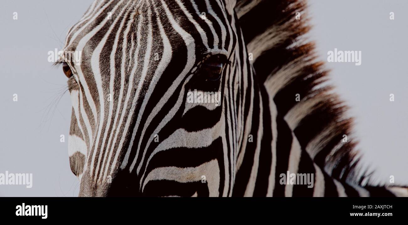 Nahaufnahme eines Zebras im Landschaftsformat im Serengeti-Nationalpark, Tansania Stockfoto