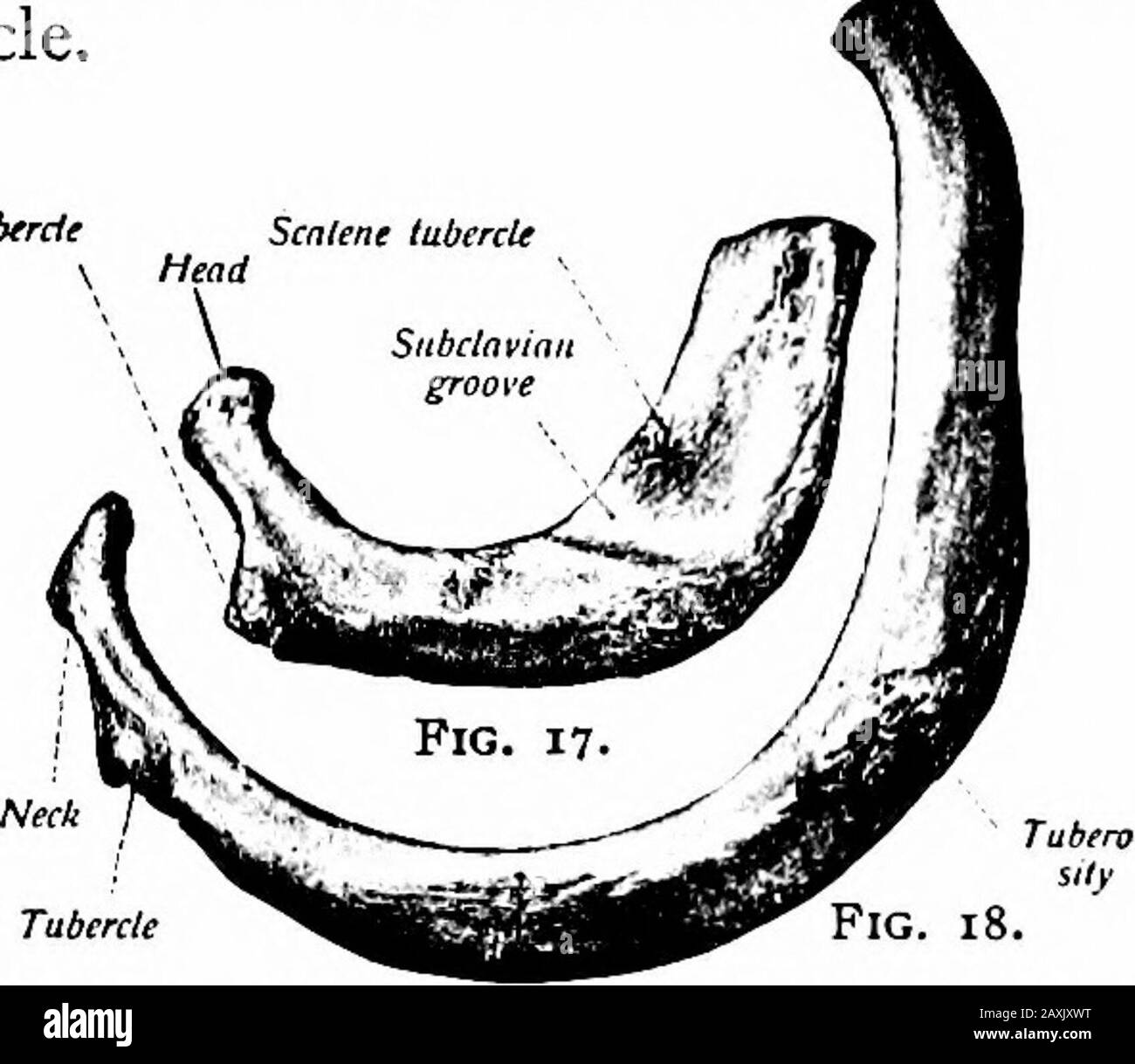 Ein Handbuch der Anatomie . y und lateral zwei Rillen trennen; die ventrale, tiefere, eine für die Vena subclavia, während die dorsale für die Arteria COSTALIS cARTILAGES 39 und die ventrale Abteilung des ersten Brustnervs {sulcus sub-clavicB). Dorsal an der letzten Nut wird die Oberfläche zur Befestigung des m. Schuppenius medius aufgeraut. Die unterlegene Oberfläche ist glatt und mit Pleura bedeckt. Der Seitenrand ist dorsal dicklich und rau zur Anbringung der ersten Verdauung der m.serratus anterior. In der zweiten Rippe gibt es keine Verdrehung, und die Oberflächen sind so gedreht Stockfoto