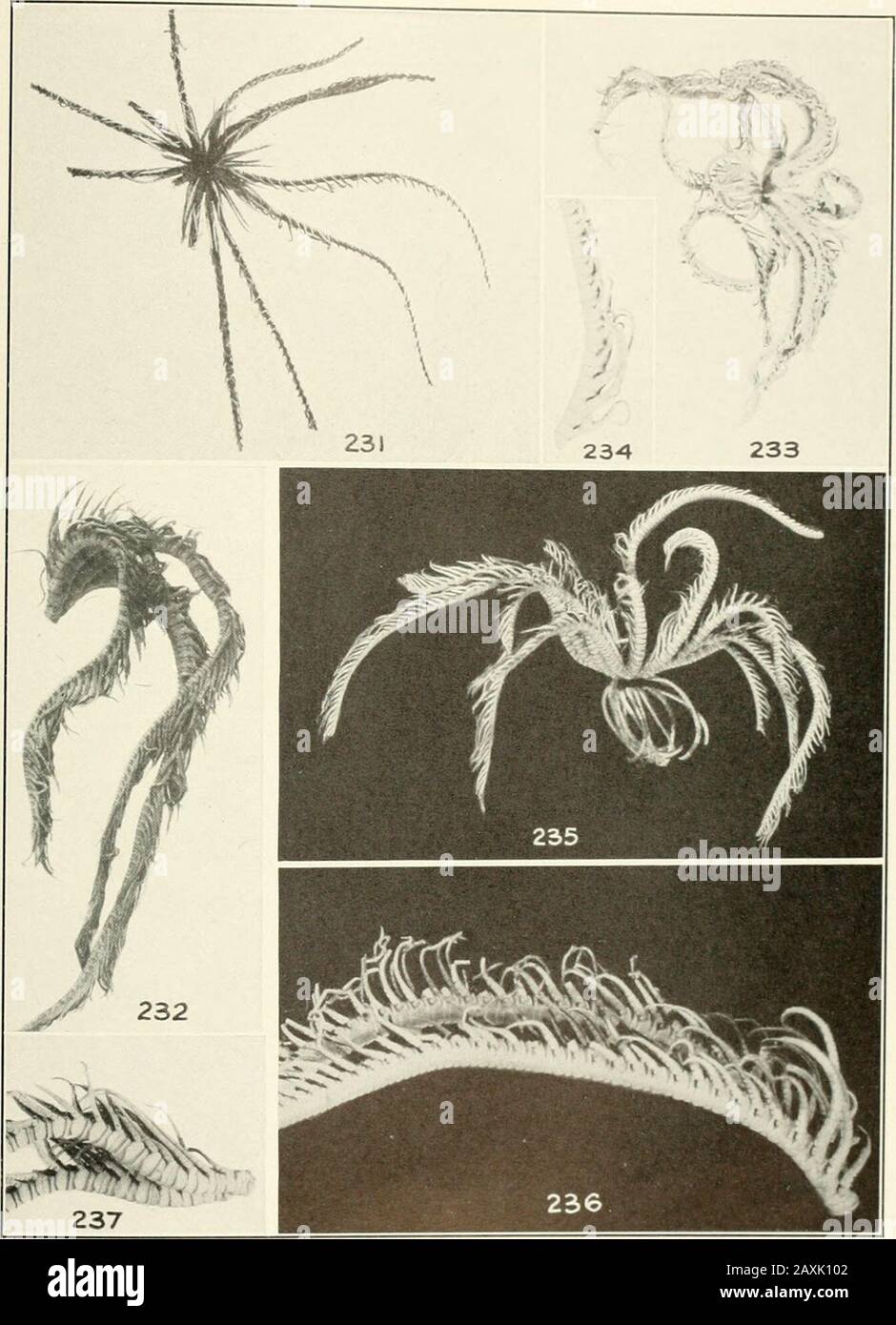 Bulletin - United States National Museum. 229 Phanomcira protectus: 22 Exemplare von tlic Nikobar Islands identifiziert von Prof. C. F. Liitken AS( VI.); 226, proximale Pinnulate eines Spccirm P B Andaman Islands, gesammelt von der I I 5.N.M., (52 en von Himeromelra heli- aster, Marshallinseln (M. C. /.., 290); 22^. Das Typusexemplar ol //. Acuta aus Fiji fl. C. /... 288); 229 i m P n Bla Vndaman 1 von dem 1 Exemplar aus Vddu Uoll, Maldive rchip&lt; gesammelt von Willtbr &lt;rd Sneltius, 2!,. 1.). US NATIONAL MUSEUM BULLETIN 82, TEIL 4A PLATTE 51. 231, 232, Stephanometra protzcclus Stockfoto