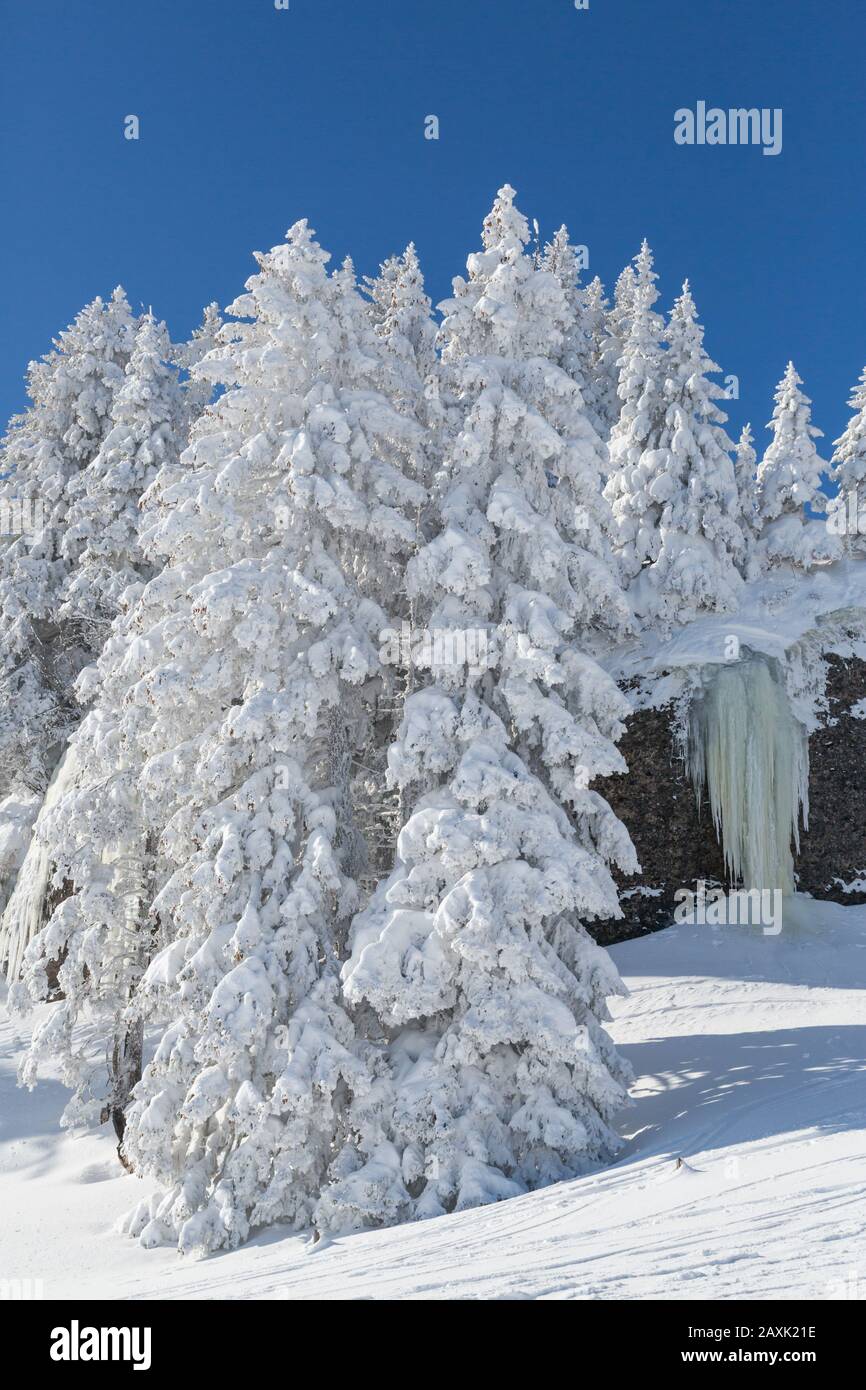 Gefrorene Winterlandschaft in Schweizer Bergen, schneebedeckte Bäume und Eiszapfen Stockfoto