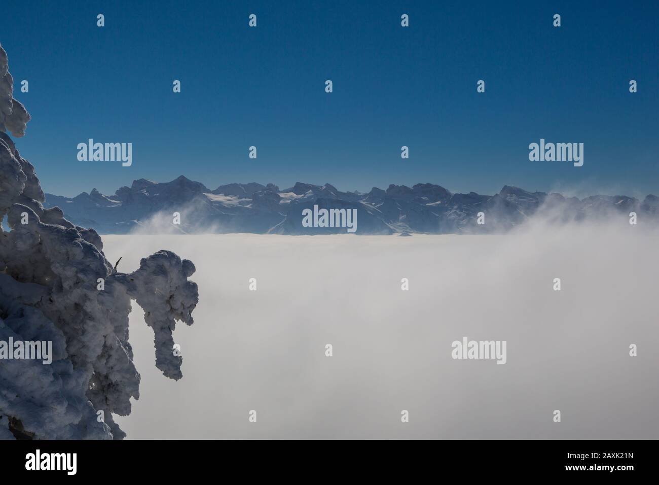 Nebelmeer, Schweizer alpen und schneebedeckter Baum in blauem Himmel Stockfoto