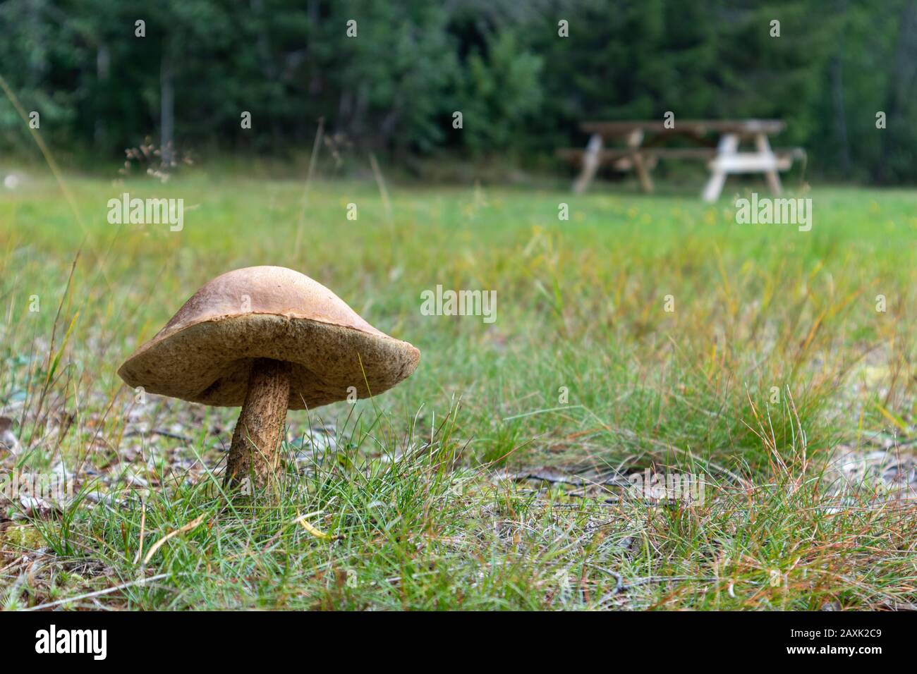 Weißer Großpilz im wildpelzgrünen Waldhintergrund. Organische Lebensmittelzutaten in wilder Natur Stockfoto