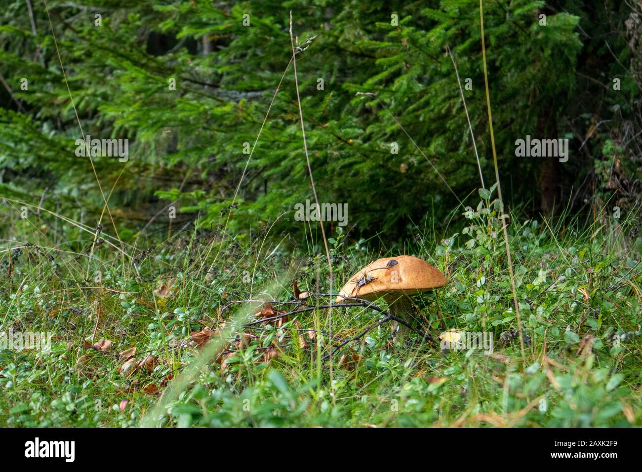 Weißer Großpilz im wildpelzgrünen Waldhintergrund. Organische Lebensmittelzutaten in wilder Natur Stockfoto