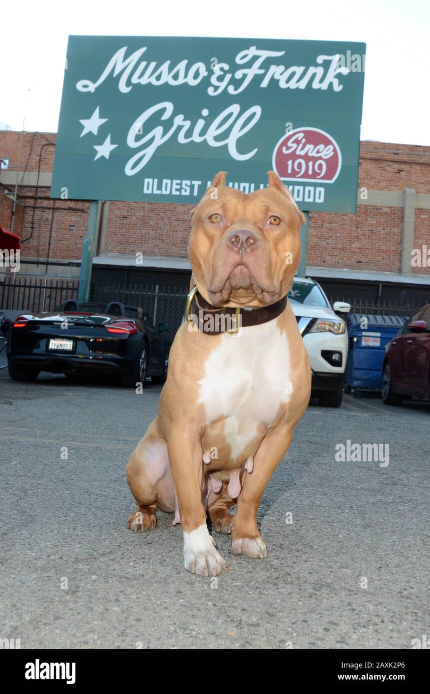 Hollywood Ca Februar 2020 Sayuri Der Hund Der Brandy In Once Upon A Time In Hollywood Spielte Macht Eine Tour Durch Hollywood Mit Der Schauspielerin Deedee Bigelow In Hollywood Kalifornien Am 11