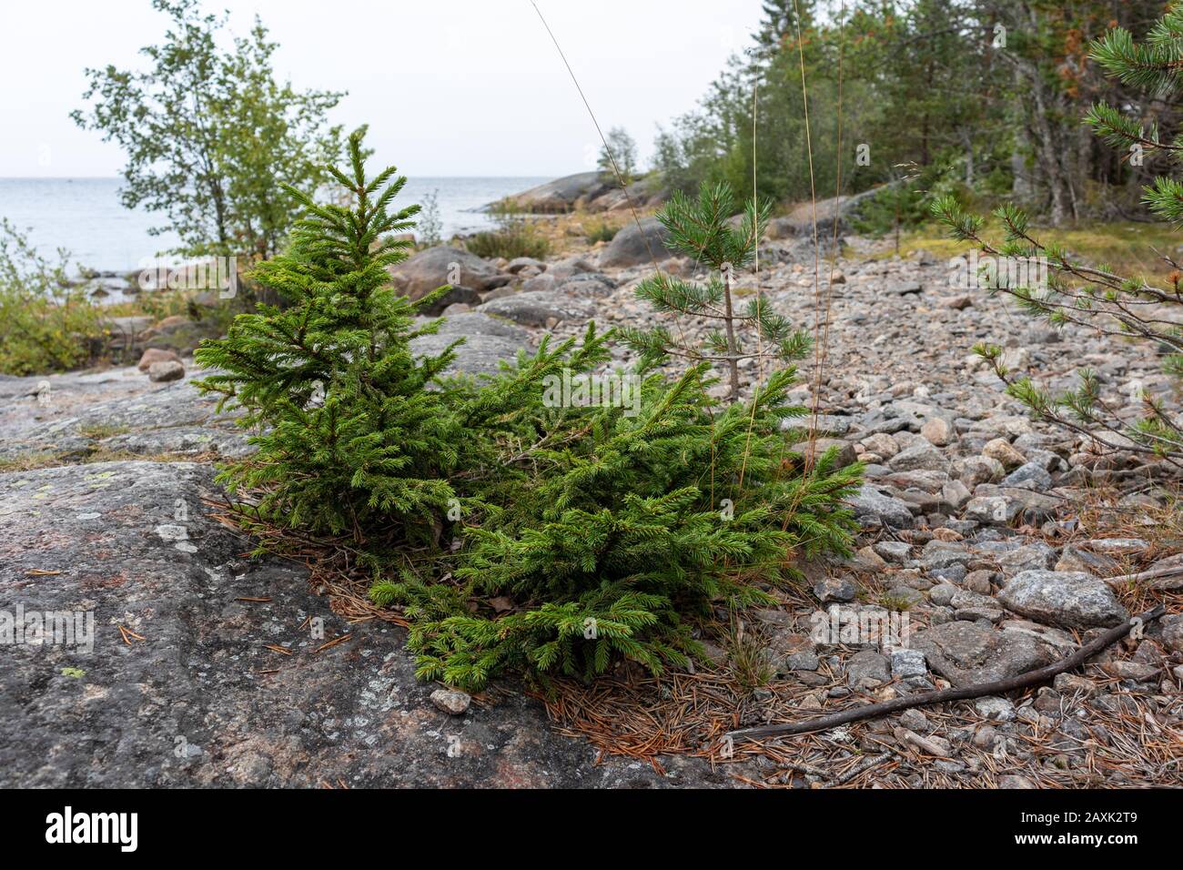 Wilder grüner Tannenbaum im Nordwald mit grauem Stein finnischer Naturhintergrund. Kiefer immergrün natürlich Stockfoto