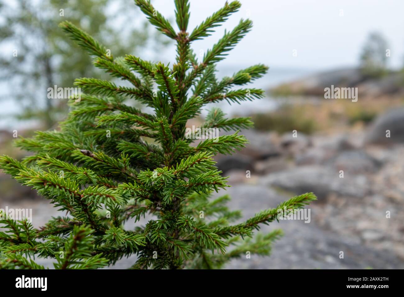 Wilder grüner Tannenbaum im Nordwald mit grauem Stein finnischer Naturhintergrund. Kiefer immergrün natürlich Stockfoto