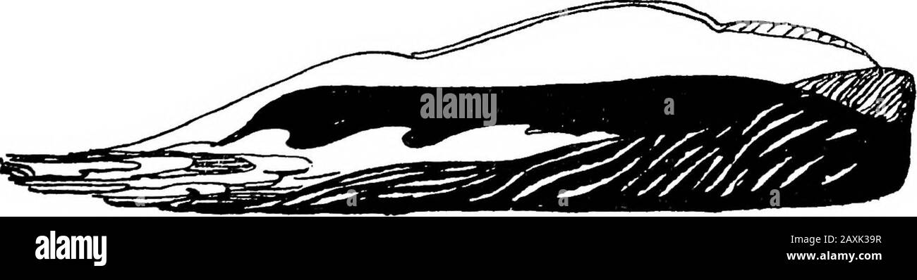 Gedichte aus den Werken von Charles Cotton; neu dekoriert von Claud Lovat Fraser. WINTERHARK, Hark, ich höre den Nordwind brüllen, Sehen Sie, wie er auf dem Shoar Krawalle;Und, mit Expanded Wings at Stretch, RuflFels The Billows on the Beach. Hark, wie sich die gerouteten Wellen beschweren.Und fordern Sukkkor zum Main, Flying the Storm, als ob sie MeantTo auf den Kontinent kriechen. Sicherlich trafen sich alle jEous, die BroodAre huffing, zum Krieg gegen die Flut, Die überraschend scheinen, und haben nicht yetHad Zeit seine Abgaben an compleat. 39 Stockfoto