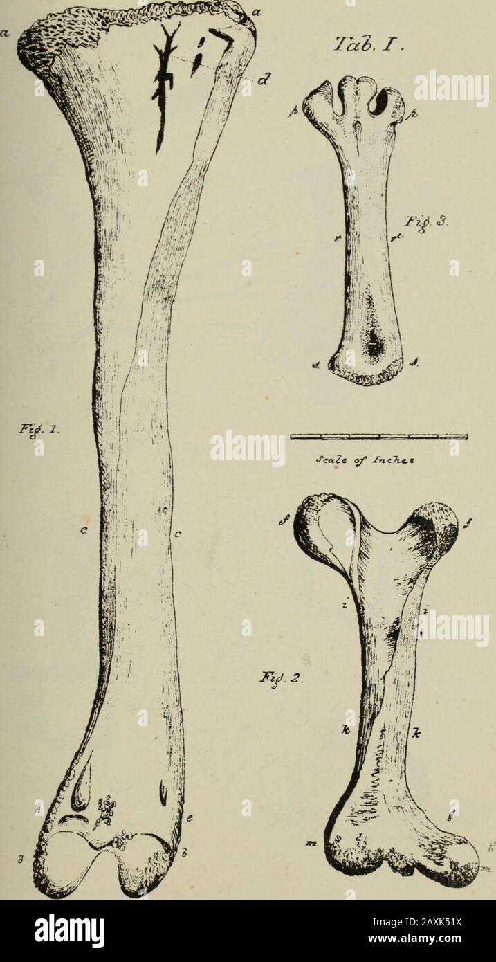 Transaktionen der Royal Society of New Zealand . Wer, so heißt es, visitedNew Zealand vor dem sogenannten Migrationshither aus Hawaiki besucht: Es kommt darauf an, dass ich diese Legende an erster Stelle in Ordnung Stelle. In dieser Legende, die apartikulär interessant ist, wird die Moa zweimal erwähnt, aber dann nur unvoreinlich so provokant! Ich werde hier nur die beiden Sätze aus dieser ursprünglichen Maori-Geschichte nennen, da ich die Zusammenfassung dieser kurzen Legende in Kürze mit erklärenden Anmerkungen übersetzen will. Seltsamerweise lässt die von Sir G. Gray (siqjra) gegebene Thetranslation dieser Geschichte einen dieser Twosen aus Stockfoto