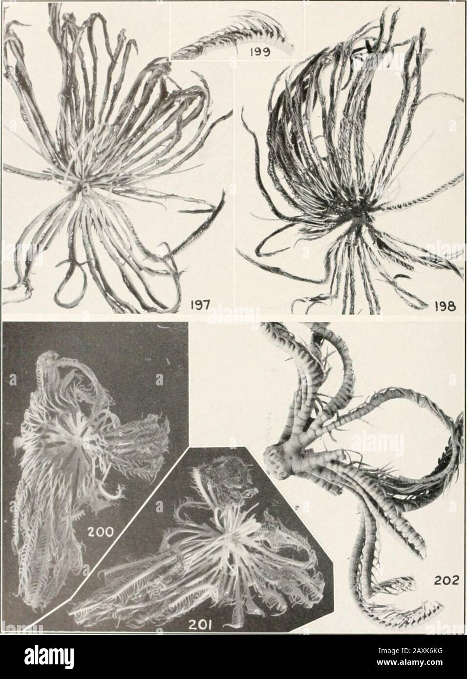 Bulletin - United States National Museum. 195, 196, Oxymetra tenuicirra: Das Typusexemplar von der Station 20 von Siboga (Amsterdam Mus.). Na 1 lc inal MUSEUM BULLETIN 8.>. PARI! ILAIl 11. 1 Exzimen von Himcrometra gracilipes aus Tlbalt roximal pinnules, X 2; 200, 201, das Typusexemplar von D?araneotron I II i l neters (I. M.); 202, Kotyp von Dicht 31 1152 E., in 51 Metern, X 2 (U.S. N.M., 35241). US NATIONAL MUSEUM BULLETIN 82, TEIL 4A PLATTE 45 Stockfoto