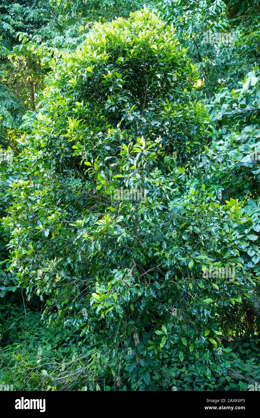 Nelkenbaum, Ngezi Forest Reserve, Pemba Island, Sansibar-Archipel, Tansania Stockfoto