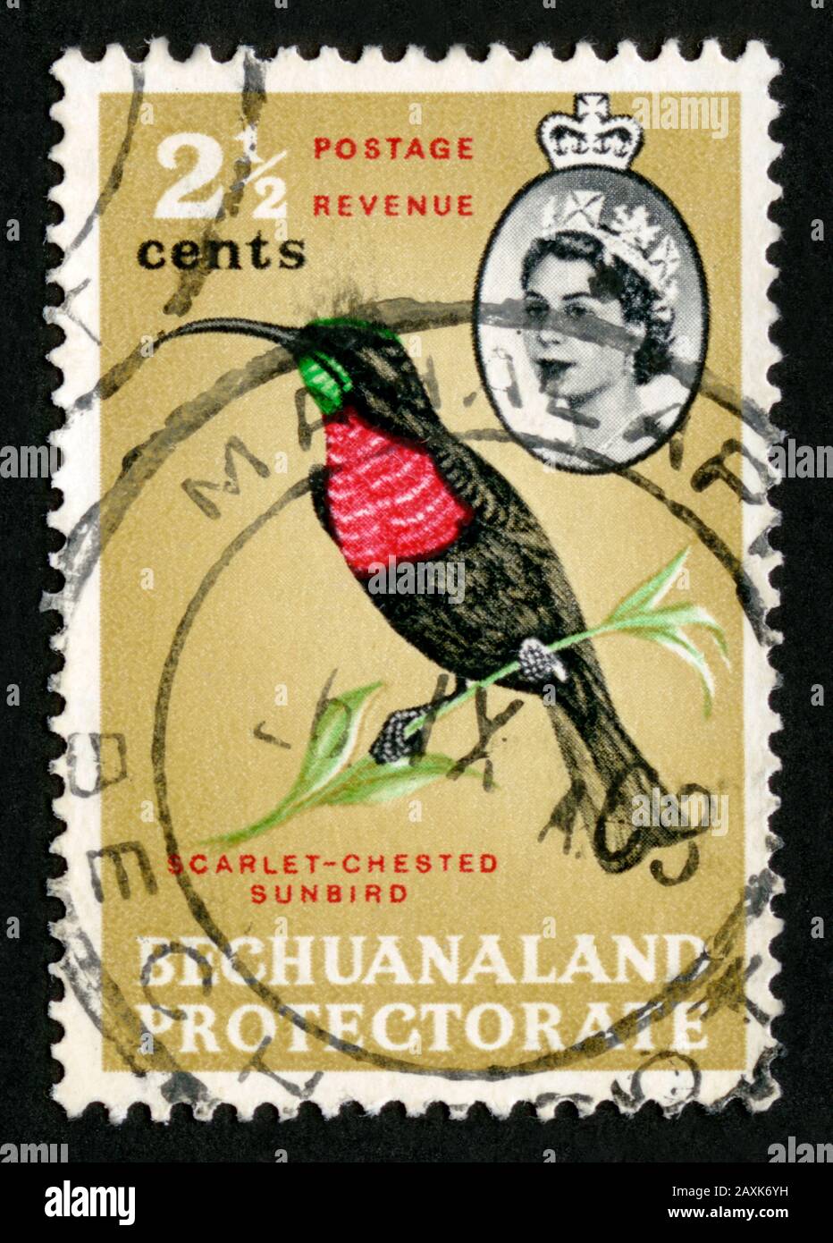 Stempeldruck in Bechuanaland Protektorat, Scarlet-Chested Sunbird, Birds Stockfoto