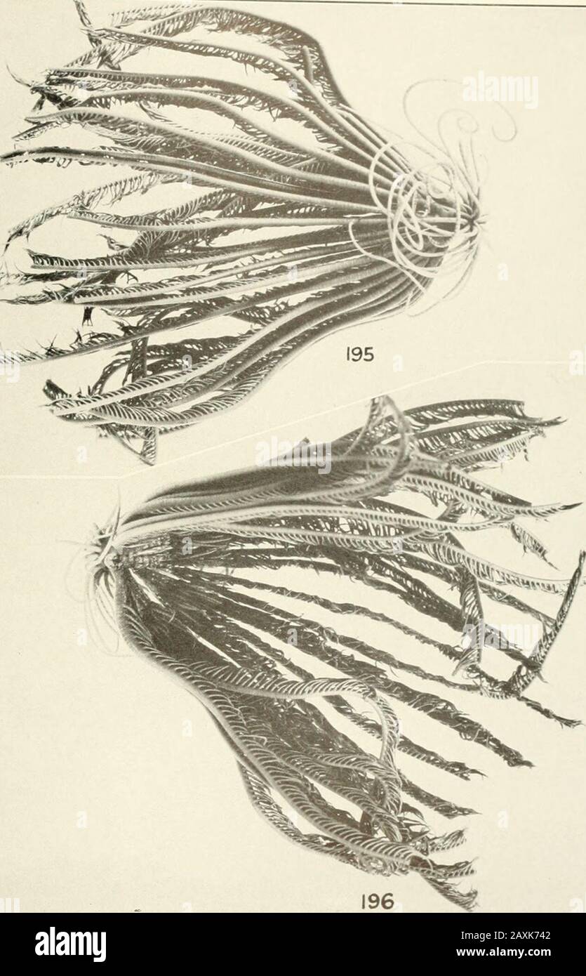 Bulletin - United States National Museum. I l i Typusmuster Aus Neubritannien (Berl. ME.); 192, .1 Splint von Newh (i .S. N.M., I ame, pn *ima] Pinnules, -. Ftra erinacea: Proximale Pinnules einer Probe von Ki 1 bis Station 90. 2 (U.S.N l. E. 3] BULLETIN 82 DES US-NATIONALMUSEUMS, TEIL 4A PLATE 43 B&LT;"3* USD&4. 195, 196, Oxymetra tenuicirra: Das Typusexemplar von der Station 20 von Siboga (Amsterdam Mus.). Na 1 lc inal MUSEUM BULLETIN 8.>. PARI! ILAIl 11 Stockfoto