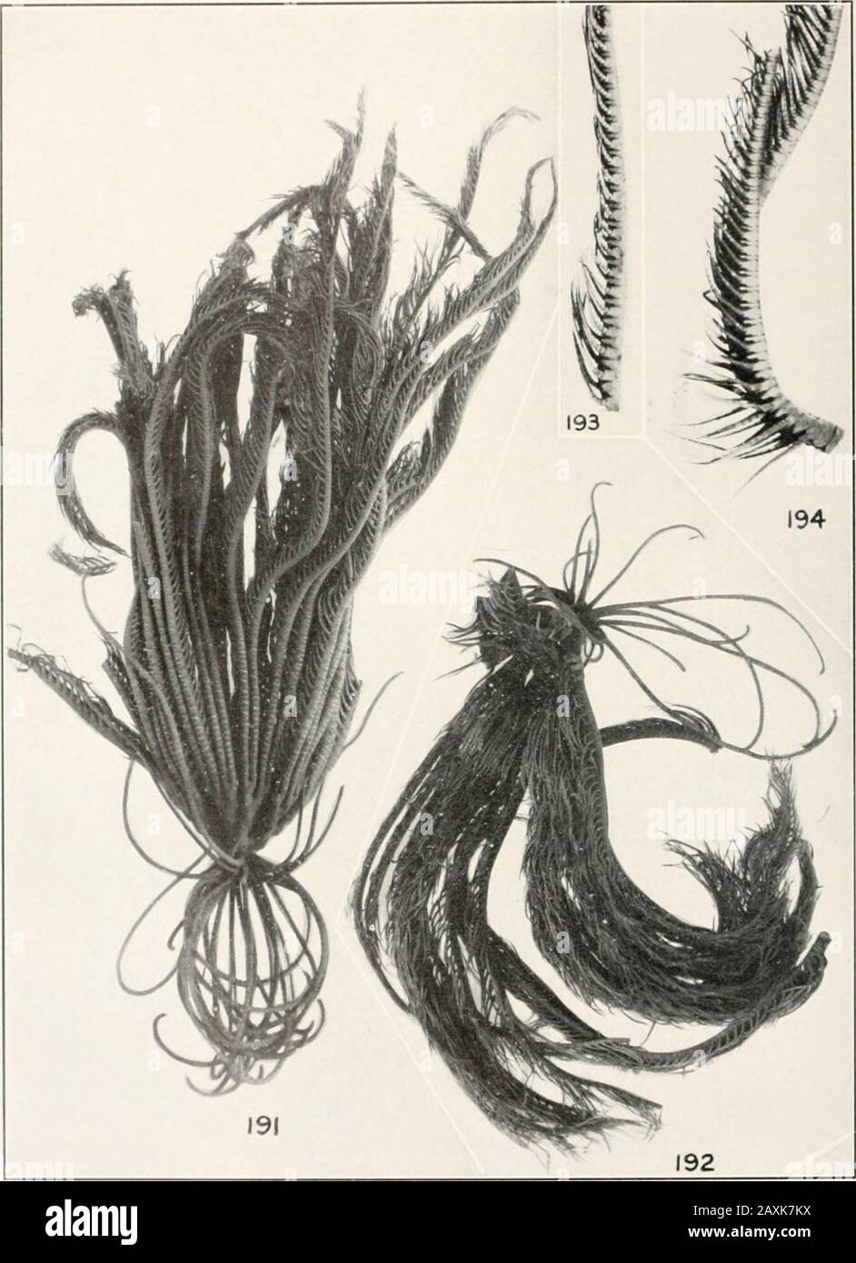Bulletin - United States National Museum. 189, 190, Oxymelraerinacea: Das Typusmuster aus Cebu (II ML U S NATIONAL MUSEUM BULLETIN 82. TEIL 4A PLATTE 42. I l i Typusmuster Aus Neubritannien (Berl. ME.); 192, .1 Splint von Newh (i .S. N.M., I ame, pn *ima] Pinnules, -. Ftra erinacea: Proximale Pinnules einer Probe von Ki 1 bis Station 90. 2 (U.S.N l. E. 3] BULLETIN 82 DES US-NATIONALMUSEUMS, TEIL 4A PLATE 43 B&LT;"3* USD&4 Stockfoto