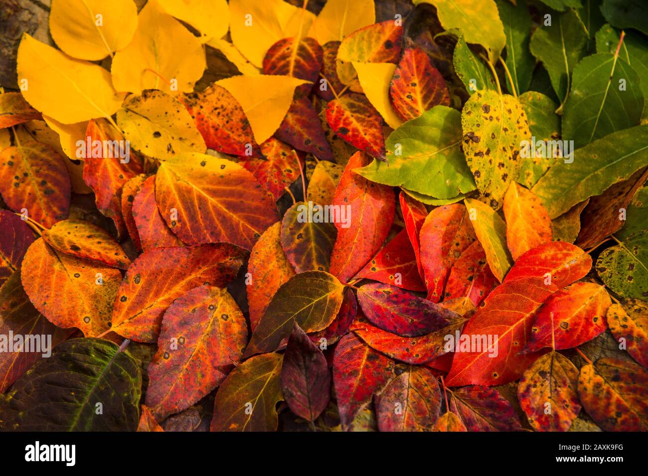 Wrangell - St. Elias NP Stockfoto