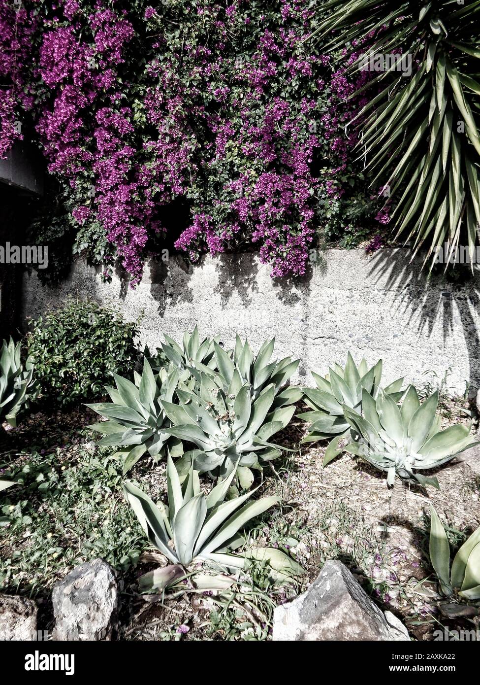 Natürliche Flora in einem Garten auf der Insel Madeira im Februar, Madeira, Portugal, Europäische Union Stockfoto