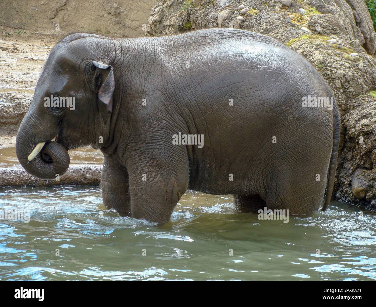 Bild eines glücklichen Elefantenbabys, das auf dem Wasser spielt Stockfoto