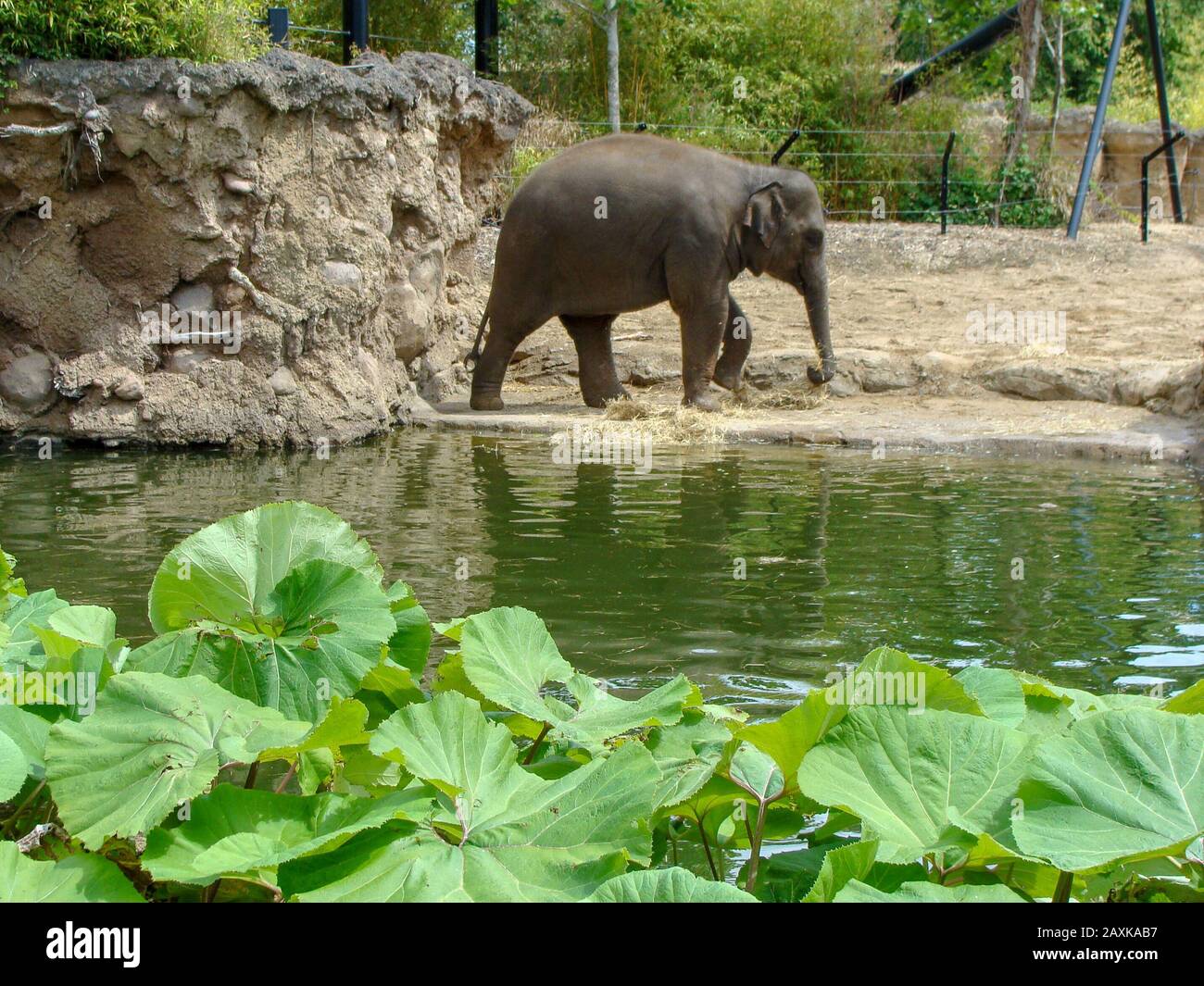 Bild eines glücklichen Elefantenbabys, das auf dem Wasser spielt Stockfoto