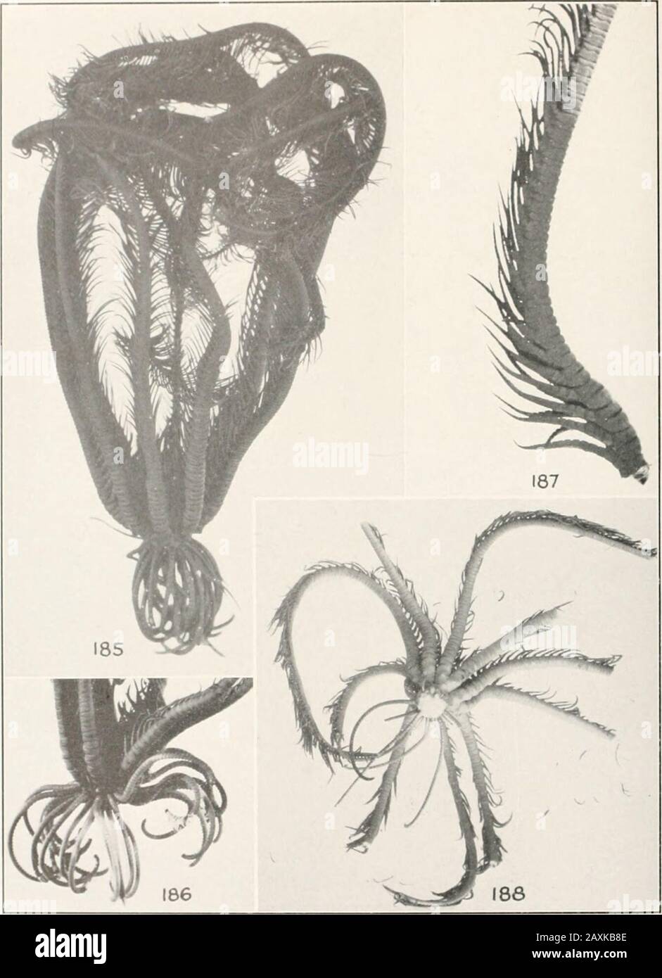 Bulletin - United States National Museum. 178, 1X1. Amphimetra-Discoidea: 178, Das Typusexemplar von Port Denison, d (i .S.N.M., 2 182, gleiche proximale Pinnules, X 2.179, Amphimetra-Ensifer: Exemplar aus Singapur (U.S. N.M., E. 108 ISO, 181, Ilclerumctru schlegelii: Typusexemplar aus Japan (C. 1S3, 184, Amphimetra spectabilis: Proximale Pinnule .177, X 2. I ONAI Ml Rin B2, Fart (A Pi. Mala. LS;. Exemplar von Amboina, Pier, in 0 an der l.i; 186, Exemplar von zwischen Fremantle und Geraldton, Westernlia, in II S.N.M., 55110); Ist proximal ein Exemplar von [ i .S.N.M., E. Hiimetratess Stockfoto