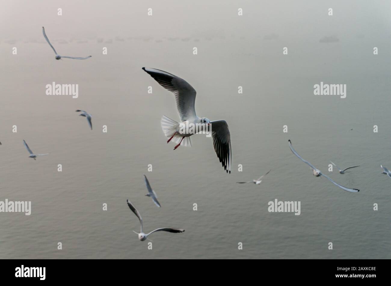 Ausgewachsene Möwen umherfliegen - Meeresufer im Hintergrund an einem nebligen, launigen Tag Stockfoto