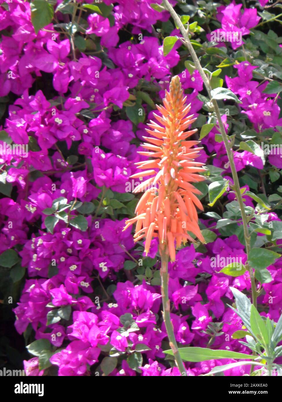 Bourgainvillea Blumen schmücken Gemeinsamkeiten in Funchal, Madeira, Portugal, Europäische Union Stockfoto