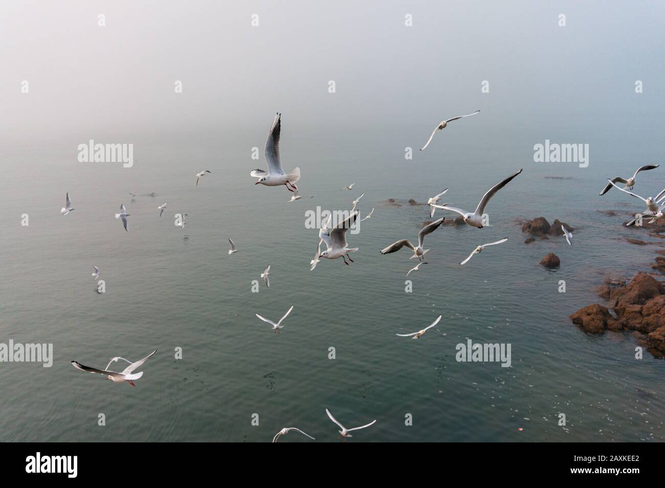 Ausgewachsene Möwen umherfliegen - Meeresufer im Hintergrund an einem nebligen, launigen Tag Stockfoto