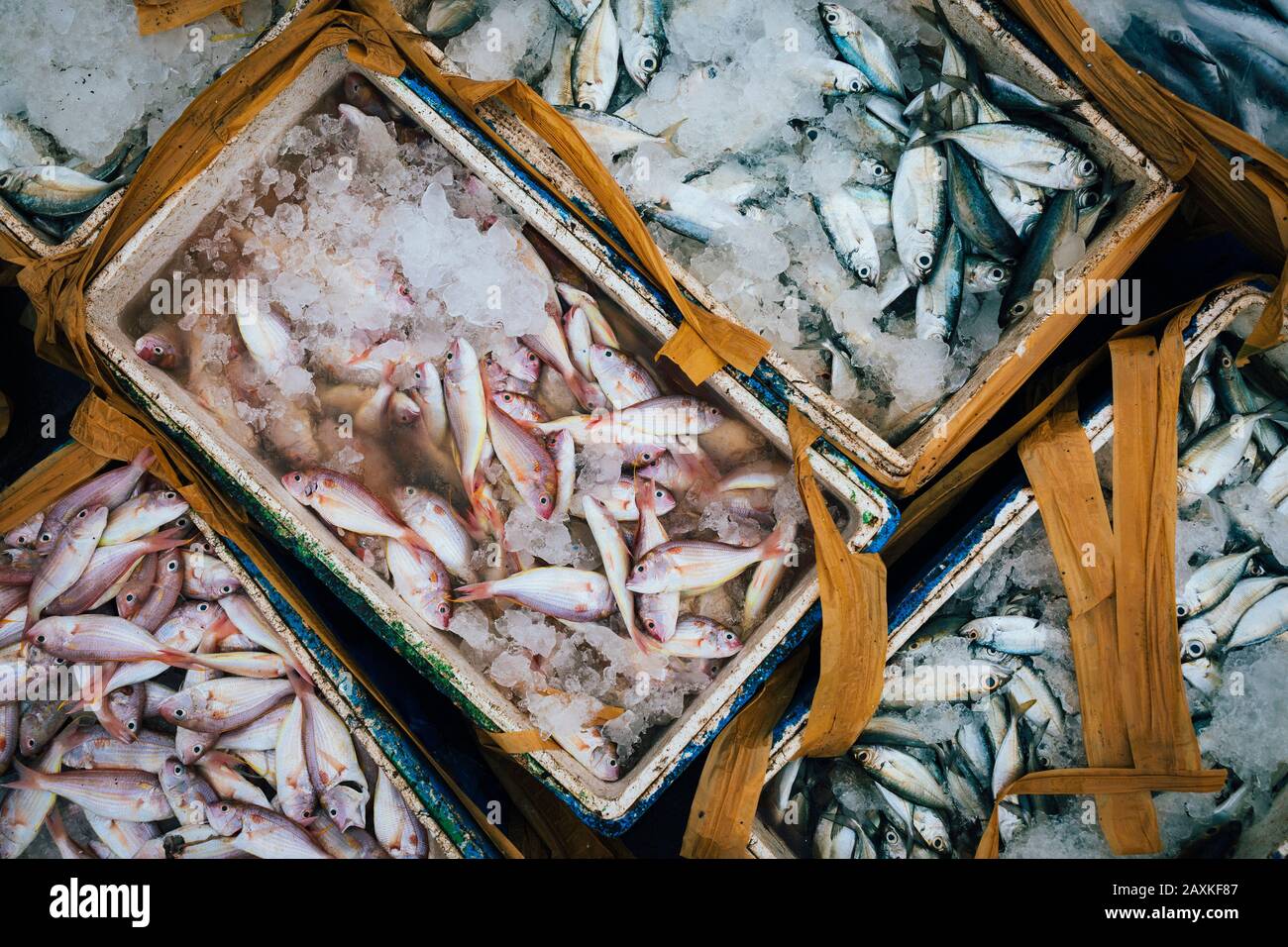 Hochwinkelige Nahaufnahme von Kisten mit kleinen Fischen auf Eis. Stockfoto