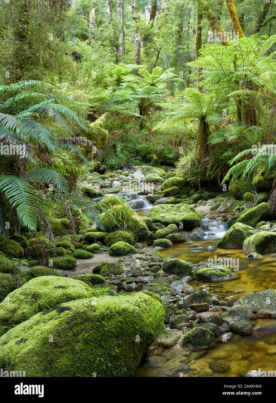 Regenwald, Oparara-Becken, Kahurangi-Nationalpark, Westküste, Südinsel, Neuseeland, Oceania Stockfoto