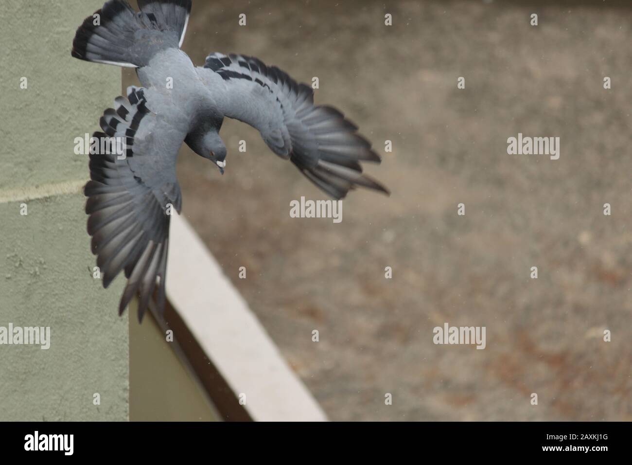 Taube fliegen mit offenen Flügeln Stockfoto