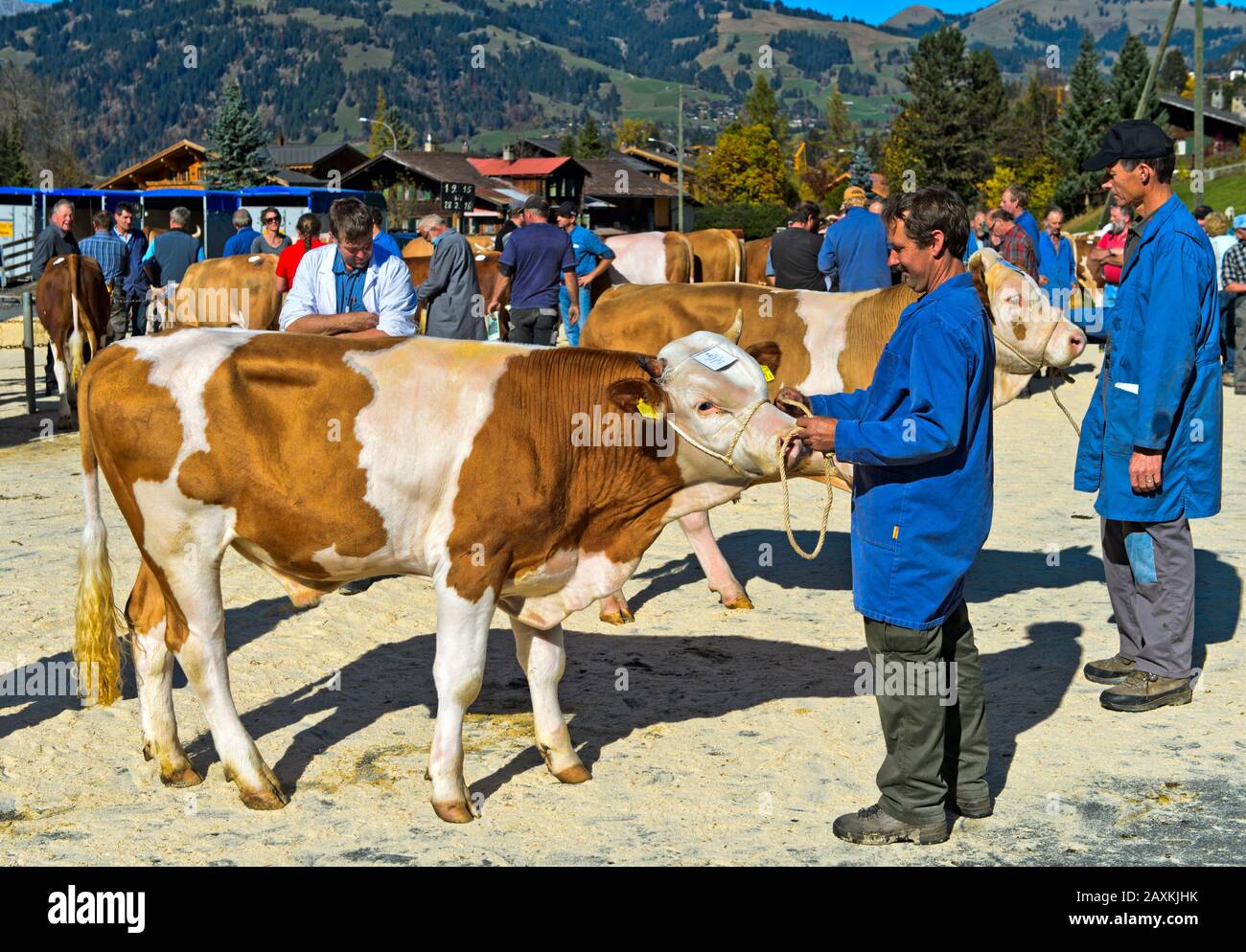 Schweizer Fleckvieh, Vorstellung eines jungen Bullen auf der Bestandsschau der Rinderzuchtgenossenschaft Lauenen, Kanton Bern, Schweiz Stockfoto