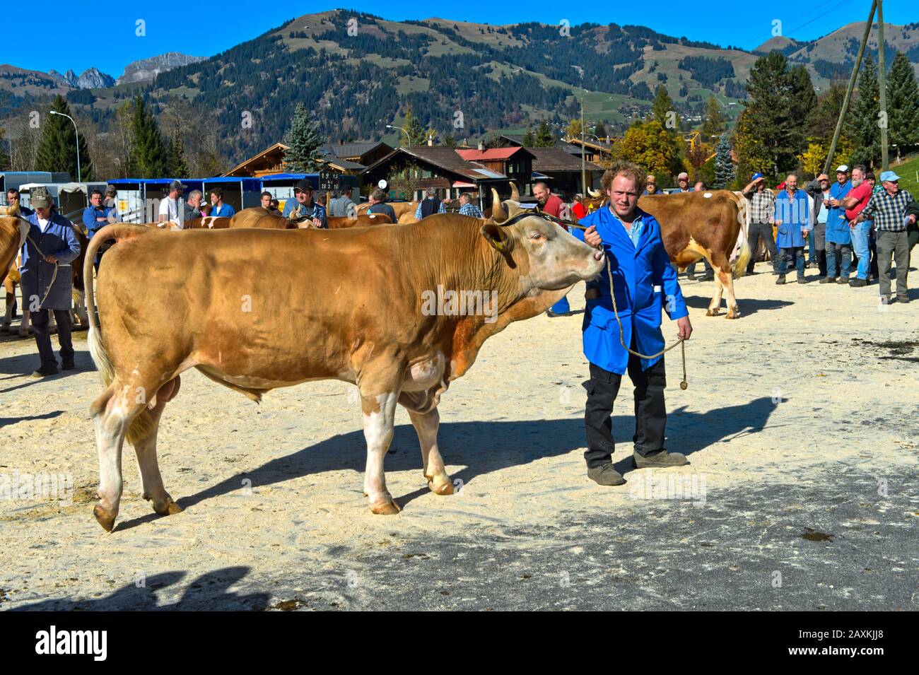 Schweizer Fleckvieh, Vorstellung eines Bullen auf der Bestandsschau der Rinderzuchtgenossenschaft Lauenen, Kanton Bern, Schweiz Stockfoto