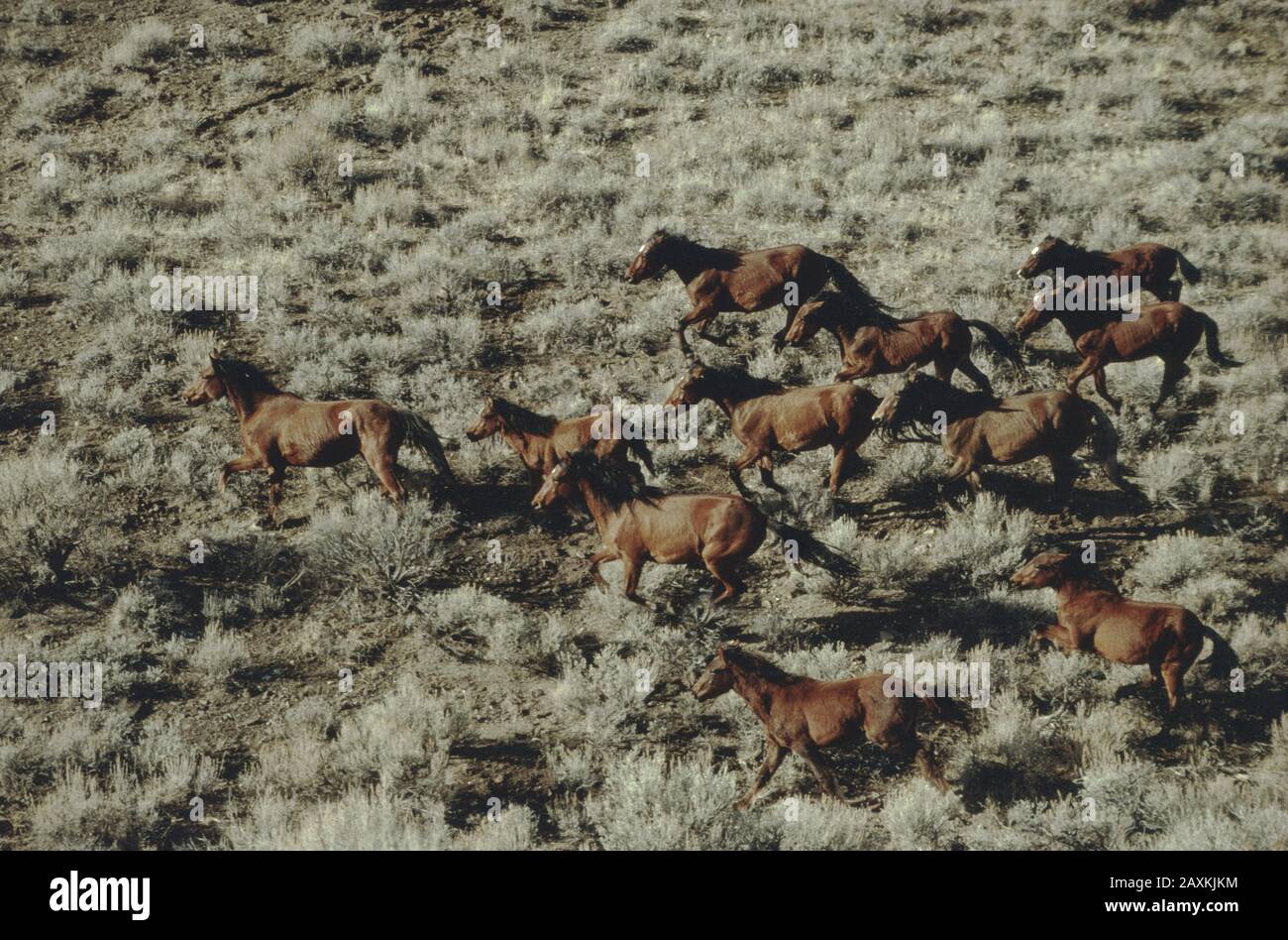 Herde von Wildpferden "Equus ferus caballus" voller Galopp, Hügel, Nevada High Desert, Nevada. Stockfoto