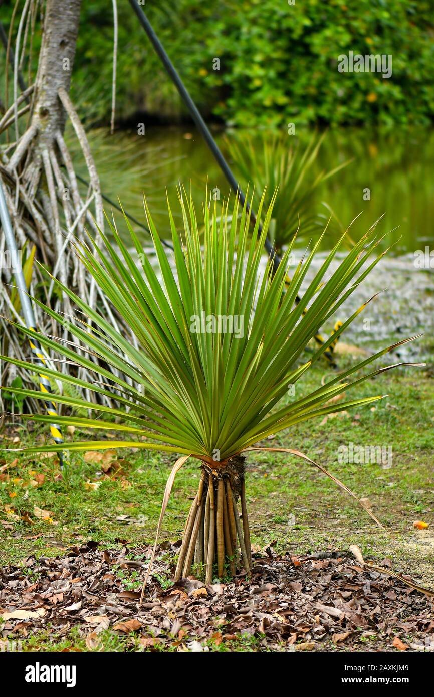 Gemeiner Screwpine Baum und Früchte Stockfoto