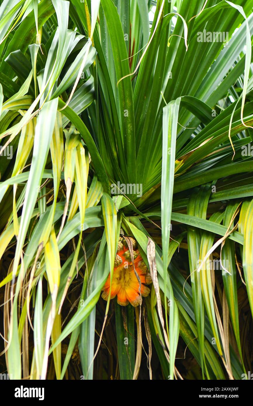Gemeiner Screwpine Baum und Früchte Stockfoto