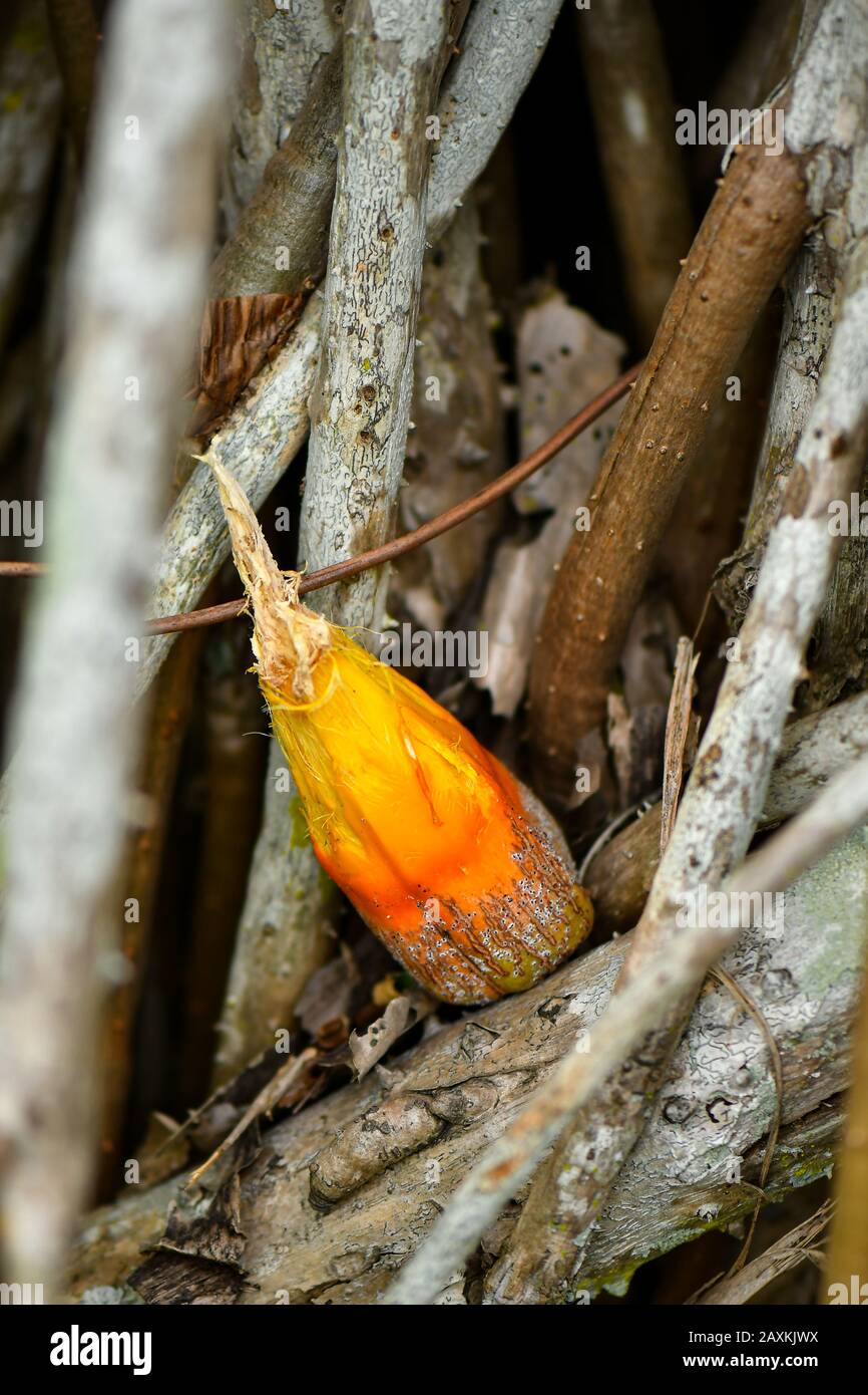 Gemeiner Screwpine Baum und Früchte Stockfoto